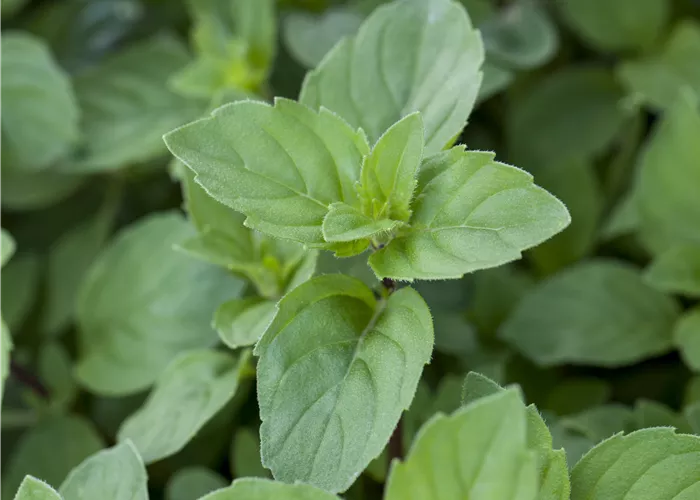 Mentha x piperita var. citrata 'Lemon'