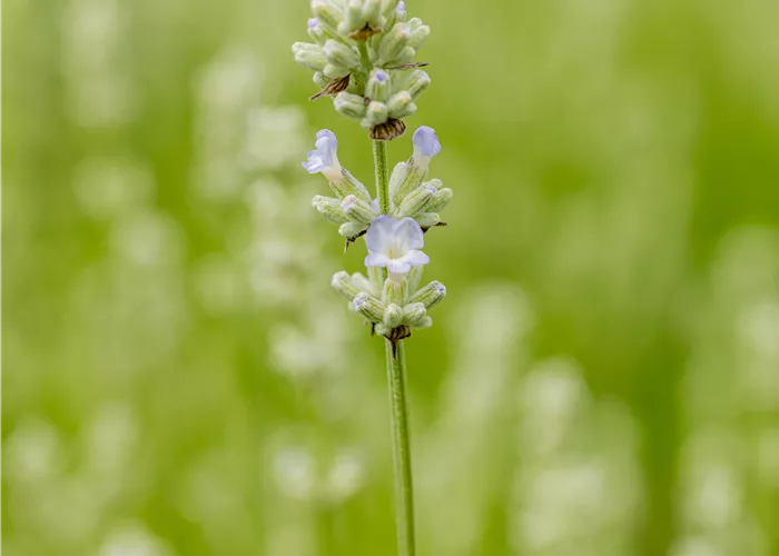Lavandula angustifolia 'White Summer'
