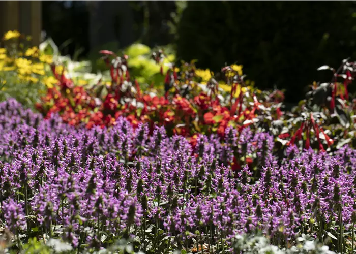 Stachys officinalis