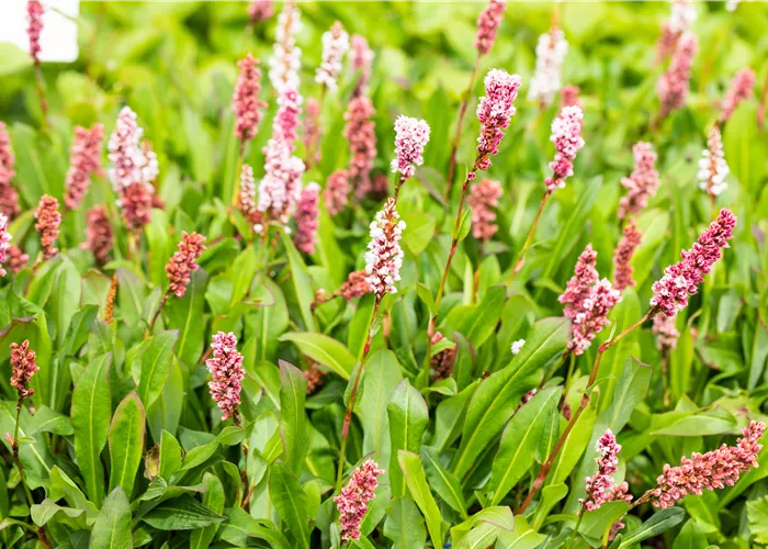 Persicaria affinis 'Superba'