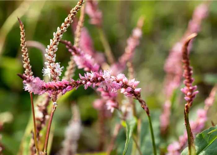 Persicaria amplexicaulis 'Pink Elephant'