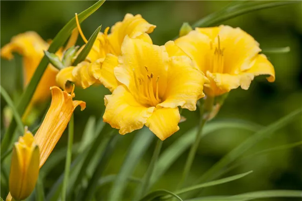 Garten-Taglilie 'Stella de Oro'