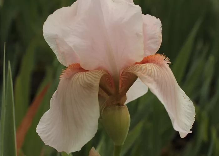 Iris x barb.-elat.'Constance Wattez'