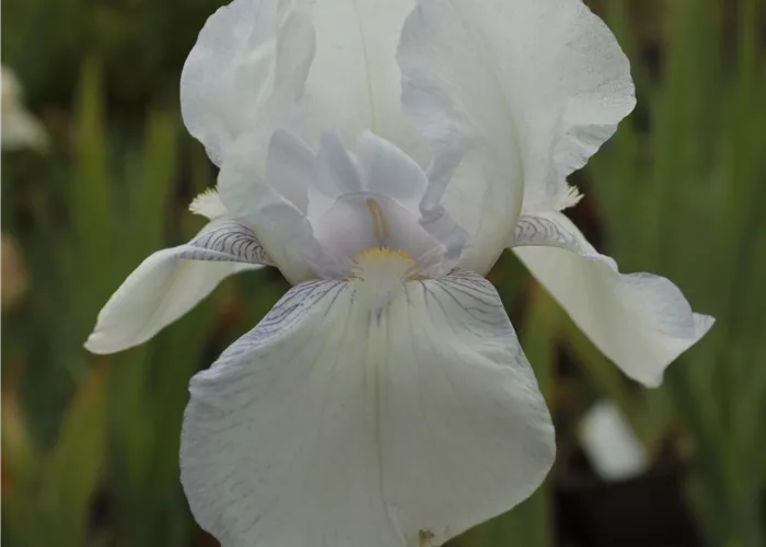 Iris x barb.-elat.'Glacier'