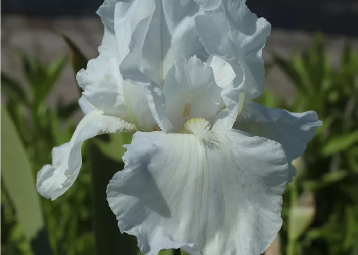 Iris x Barb.-Elat.'Immortality'