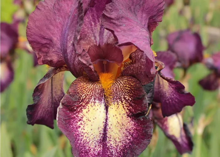 Iris x barb.-elat.'Attention Please'