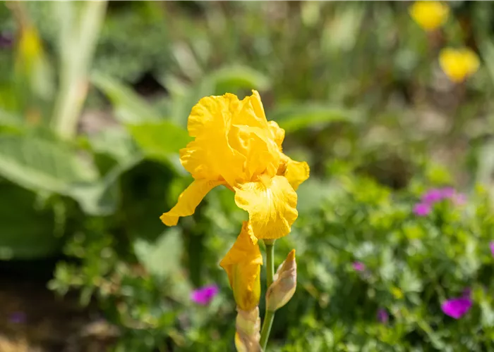 Iris x barb.-elat.'Ola Kala'