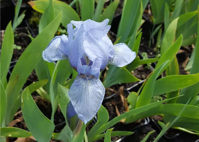 Iris x barb.-nana 'Blue Denim'
