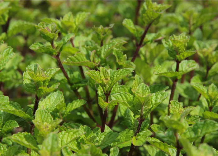 Mentha species 'Cassis'