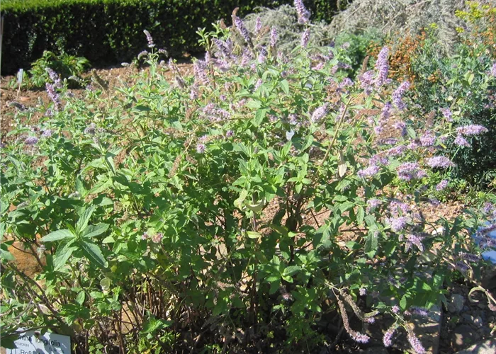 Mentha longifolia 'Buddleia'