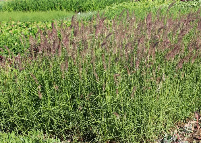 Pennisetum orientale 'Karley Rose' -R-