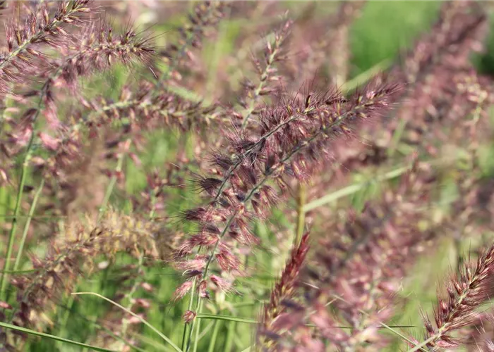 Pennisetum orientale 'Karley Rose' -R-