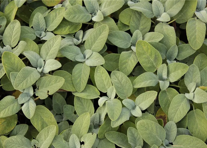 Salvia officinalis 'Berggarten'