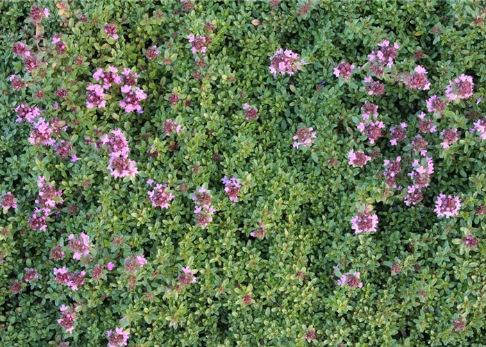 Thymus praecox 'Coccineus'