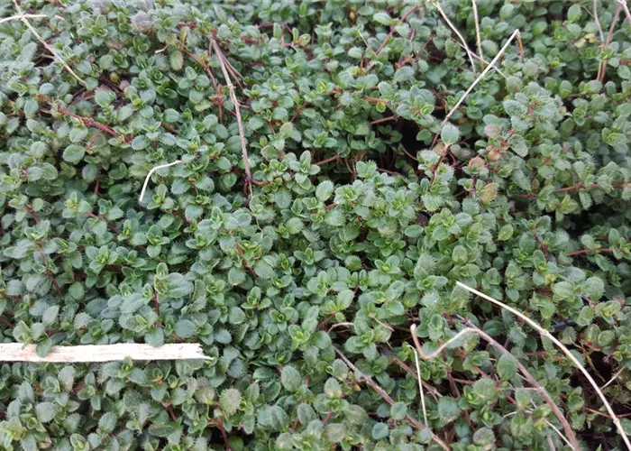 Thymus praecox 'Pink Chintz'