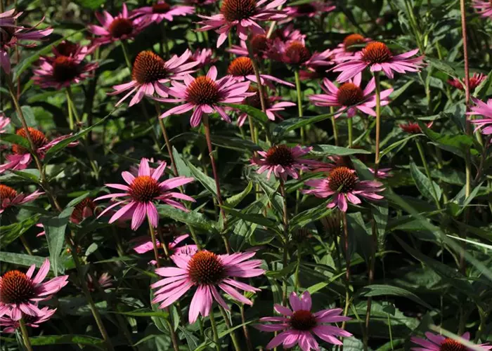 Echinacea purpurea