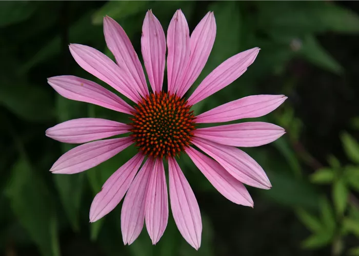 Echinacea purpurea
