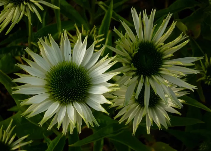 Echinacea purpurea 'Virgin' -R-