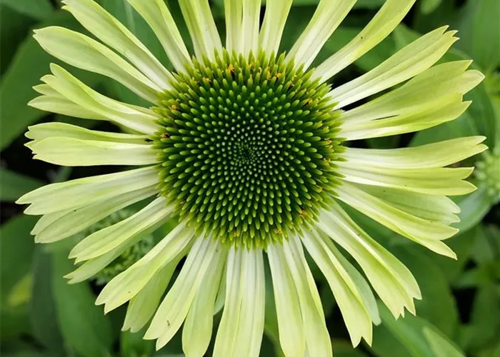 Echinacea purpurea 'Green Jewel' -R-
