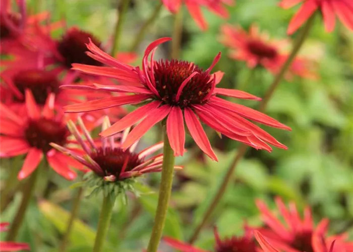 Echinacea purpurea 'Hot Lava' -R-