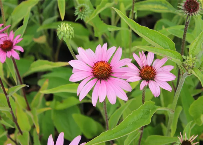 Echinacea purpurea 'Leuchtstern'