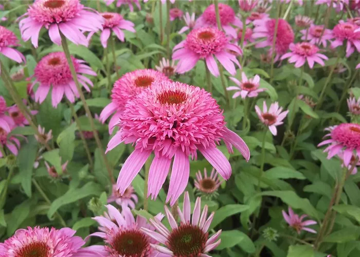 Echinacea purpurea 'Pink Double Delight' -R-