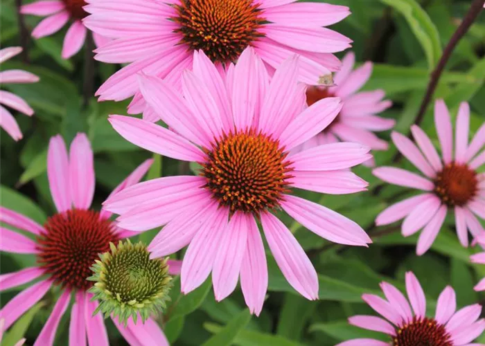 Echinacea purpurea 'Magnus'