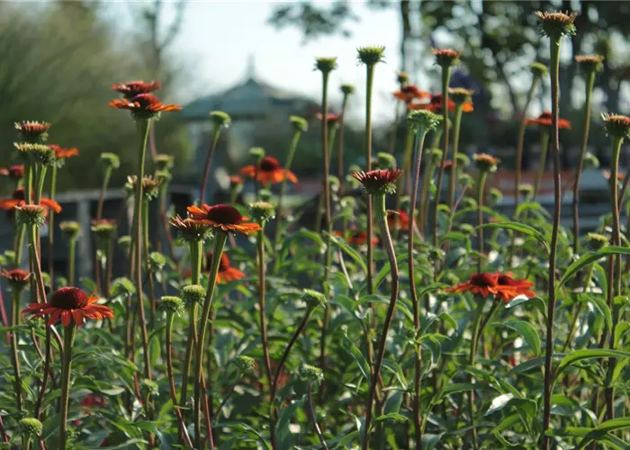 Echinacea purpurea 'Tiki Torch'-R-