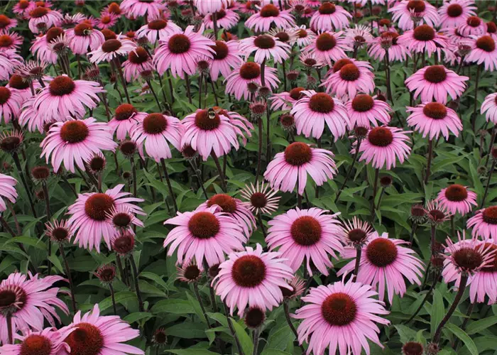 Echinacea purpurea 'Augustkönigin'