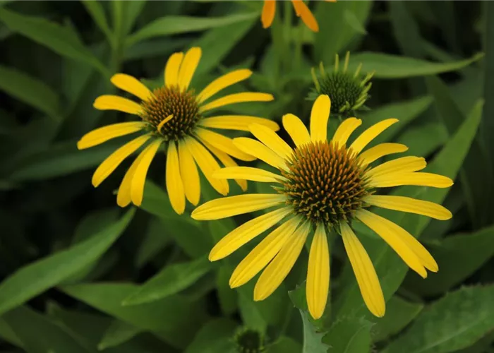 Echinacea purpurea 'Fountain Yellow'