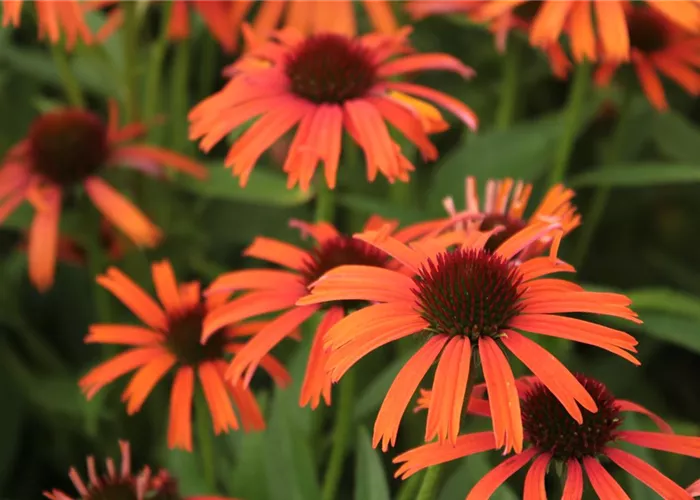 Echinacea purpurea 'Orange Skipper'