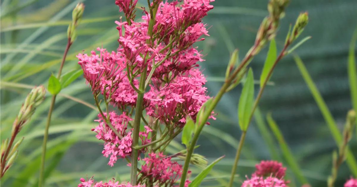 Wunderschne Bamberger Staudengarten Shop Bilder