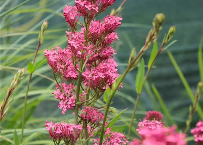 Centranthus ruber 'Coccineus'