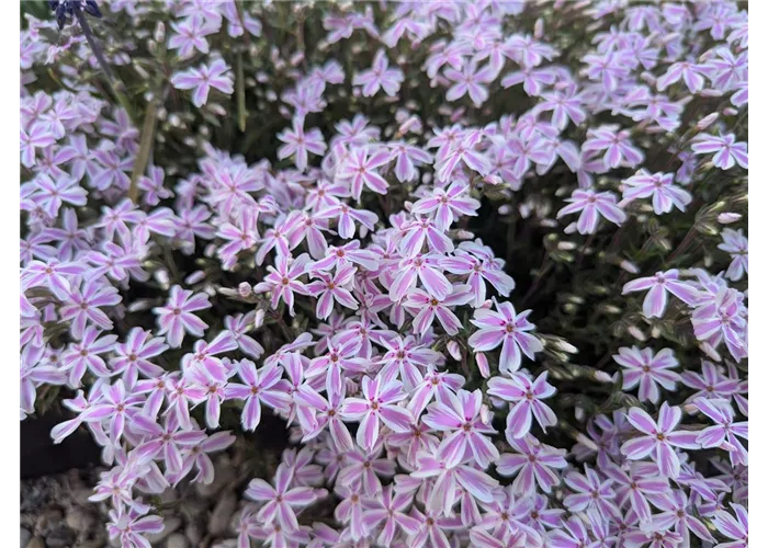 Phlox subulata 'Candy Stripes'