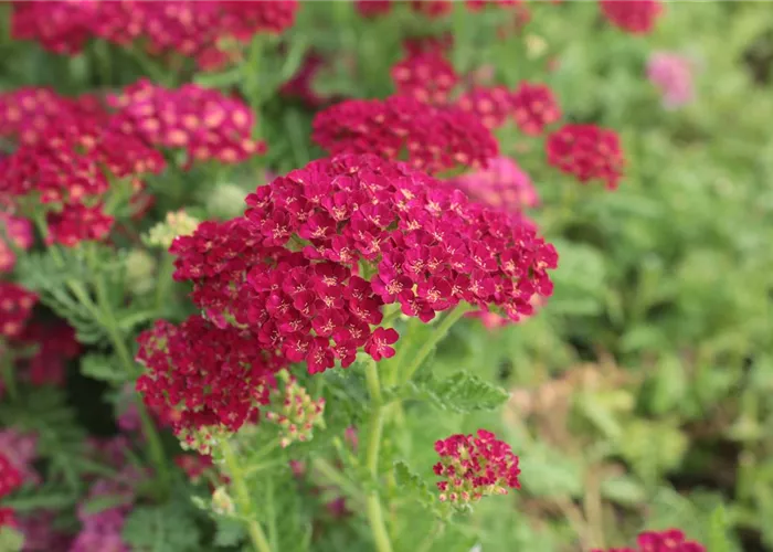 Achillea millefolium 'Pomegranate' (Tutti Frutti Serie) -R-