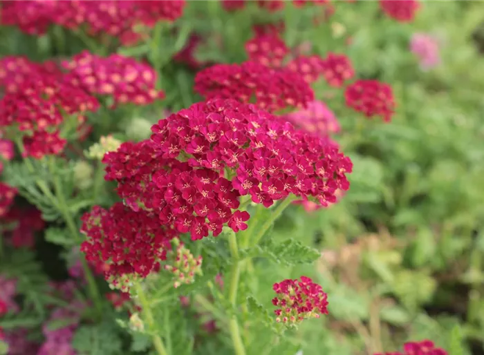 Schafgarbe 'Tutti Frutti Pomegranate' -R- Schafgarbe 'Tutti Frutti Pomegranate' -R-