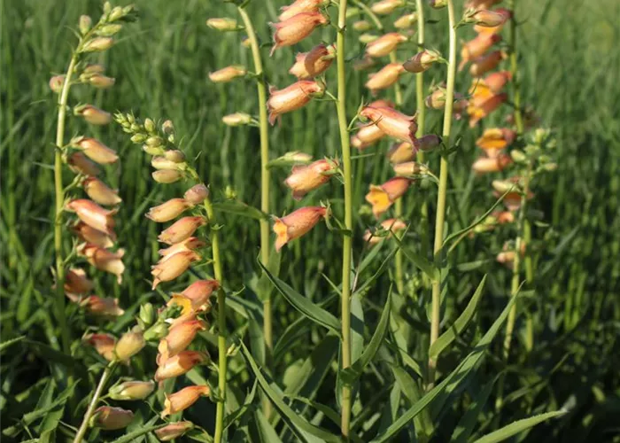 Digitalis x Hybr. 'Goldcrest -R-