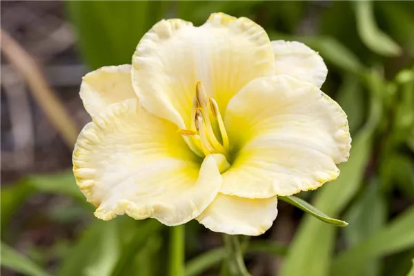 Garten-Taglilie