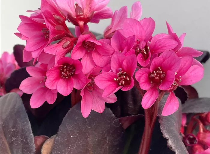 Bergenie 'Early Brilliance Magenta' -R-