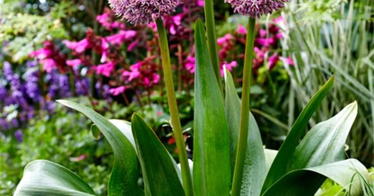 Wunderschne Bamberger Staudengarten Shop Bilder