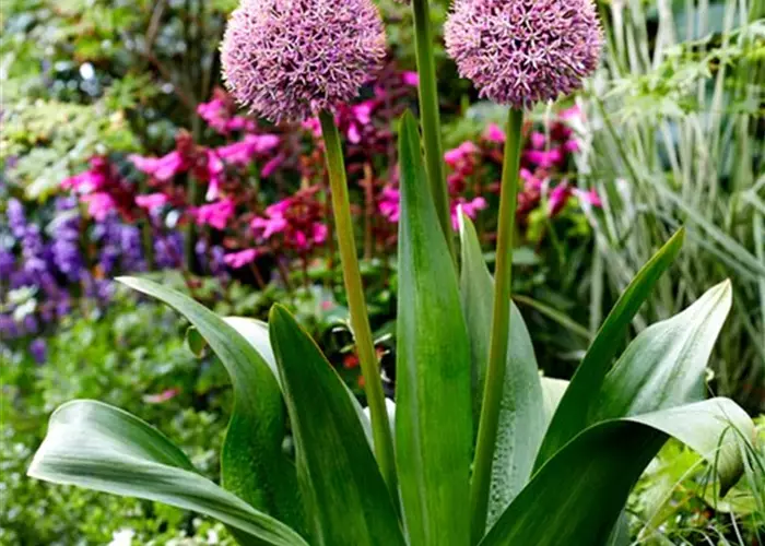 Allium 'Lucky Balloons'