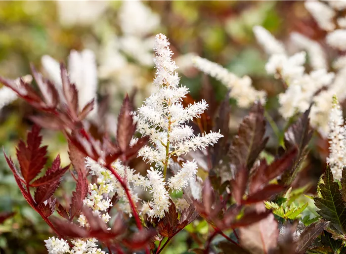 Prachtspiere 'Chocolate Shogun' -R- Prachtspiere 'Chocolate Shogun' -R-