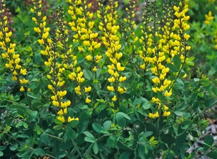 Färberhülse 'Lemon Meringue' -R- Färberhülse 'Lemon Meringue' -R-