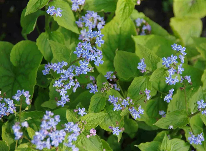 Großblättriges Kaukasus-Vergissmeinnicht 'Henry’s Eyes' -R- Großblättriges Kaukasus-Vergissmeinnicht 'Henry’s Eyes' -R-