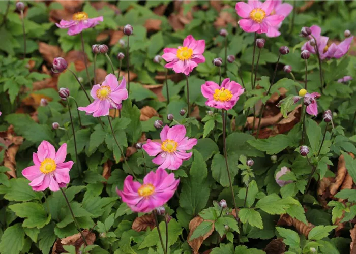 Anemone hupehensis 'Fantasy 'Ariel' -R- Anemone hupehensis 'Fantasy 'Ariel' -R-