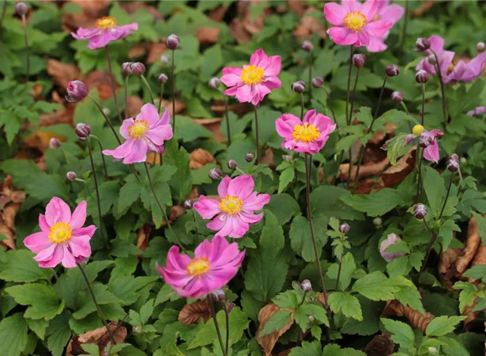Herbst-Anemone 'Fantasy 'Ariel' -R- Herbst-Anemone 'Fantasy 'Ariel' -R-