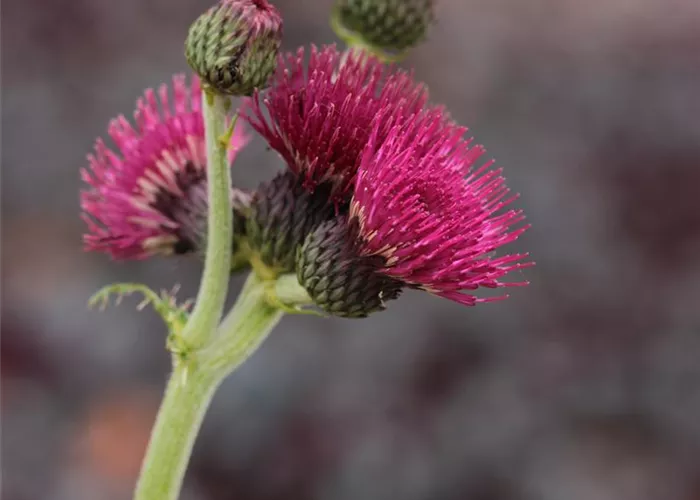 Cirsium rivulare 'Atropurpureum'