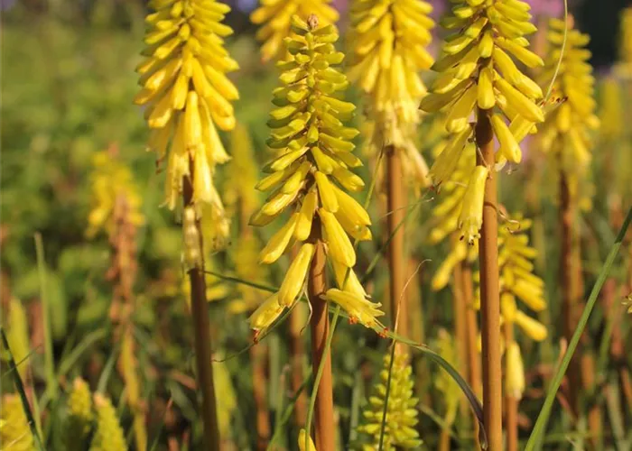 Kniphofia uvaria 'Lemon Popsicle' -R-