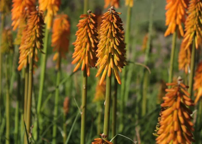 Kniphofia uvaria 'Mango Popsicle' -R-