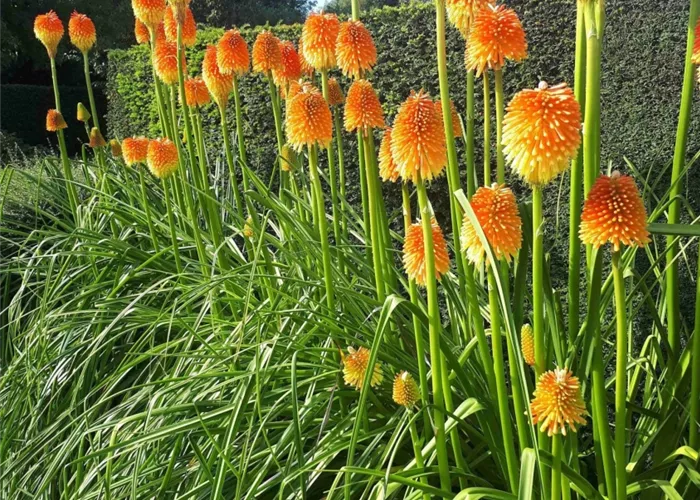 Kniphofia rooperii